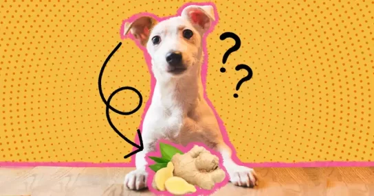 Πώς η πιπερόριζα μπορεί να βοηθήσει τα σκυλιά μας;