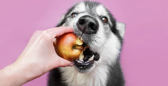 Μπορεί ο σκύλος μου να φάει φρούτα;