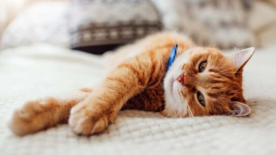 Το βάρος που πρέπει να έχει η γάτα ανά ηλικία