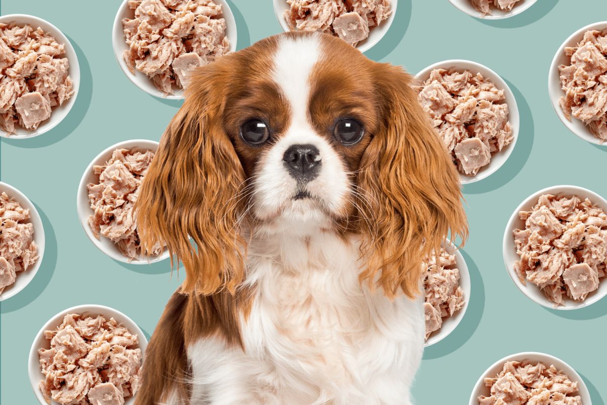 Μπορεί ο σκύλος μου να φάει τόνο;