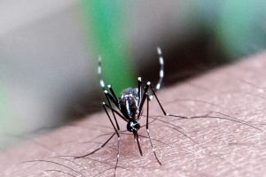 Δάγκειος πυρετός: Η «εξωτική» νόσος που απειλεί την Ευρώπη