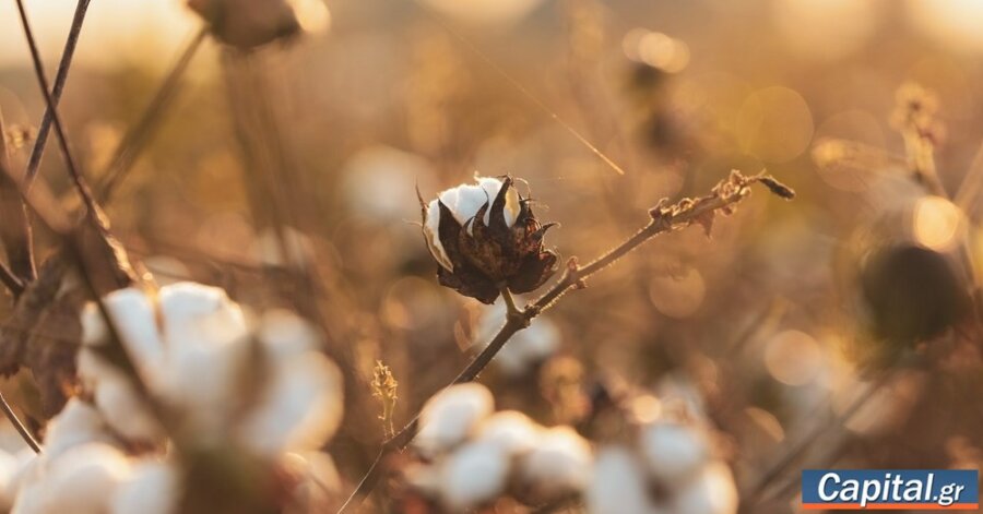 "Τέλεια καταιγίδα" χτύπησε τις εξαγωγές σε ελαιόλαδο και βαμβάκι