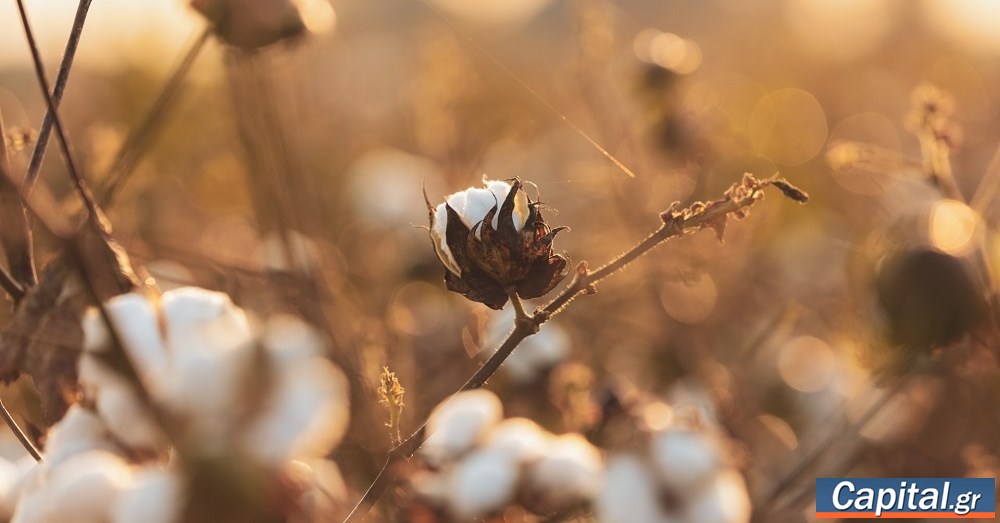 "Τέλεια καταιγίδα" χτύπησε τις εξαγωγές σε ελαιόλαδο και βαμβάκι