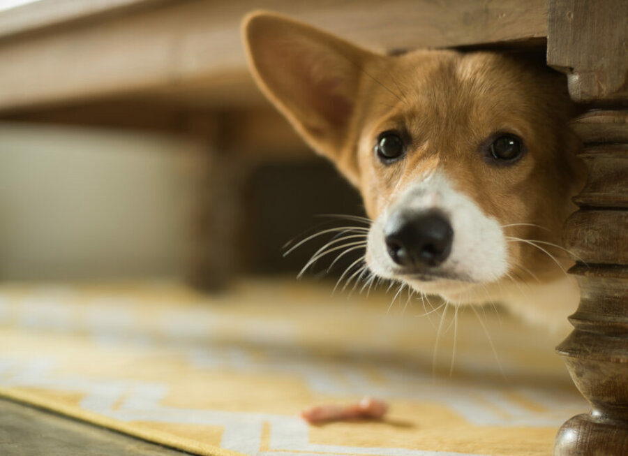 Τι πρέπει να κάνετε εάν ο σκύλος σας φοβάται τα βεγγαλικά του Πάσχα