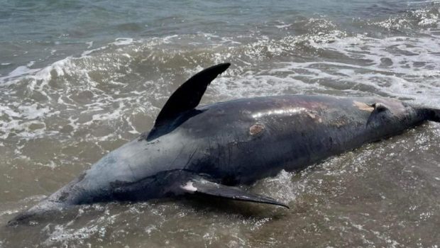 Χαλκιδική: Δελφίνι ξεβράστηκε νεκρό σε ακτή