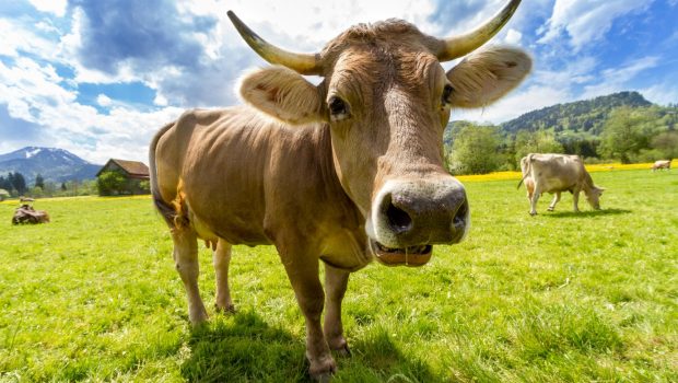 Σκωτία: Επιβεβαιώθηκε κρούσμα της νόσου των τρελών αγελάδων σε φάρμα