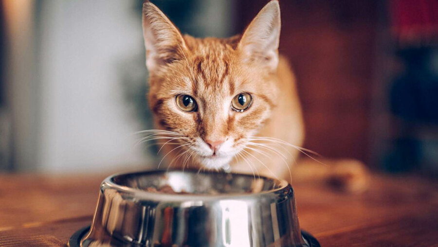 Πόσο συχνά πρέπει να ταΐζετε τη γάτα σας;
