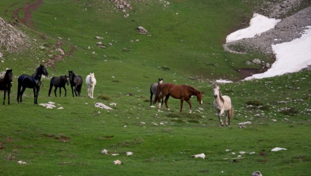 Καρδίτσα: Πάνω από 60 άλογα έγιναν άφαντα - Πέπλο μυστηρίου γύρω από την εξαφάνισή τους