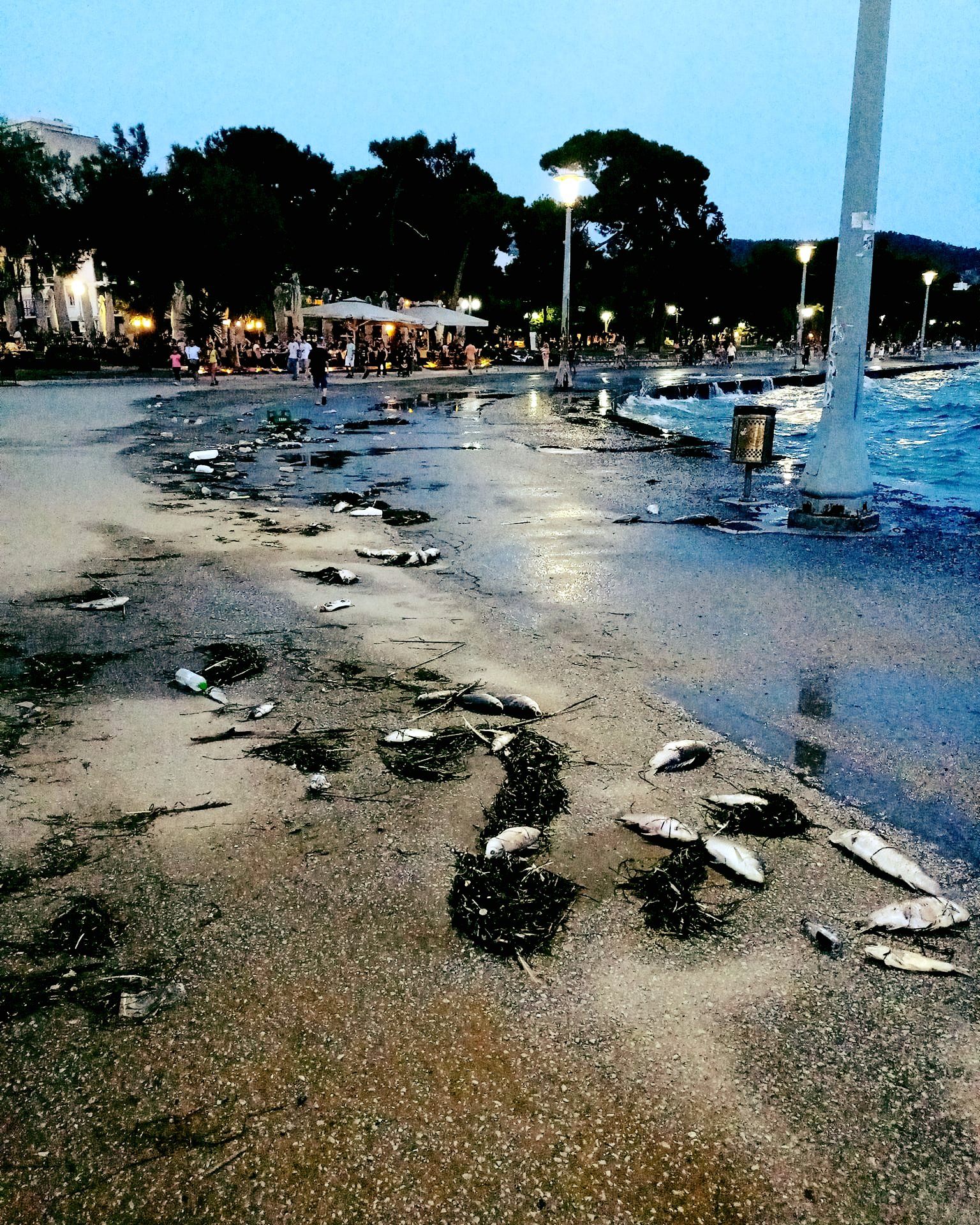 Βόλος: Δεκάδες νεκρά ψάρια ξεβράστηκαν στην παραλία