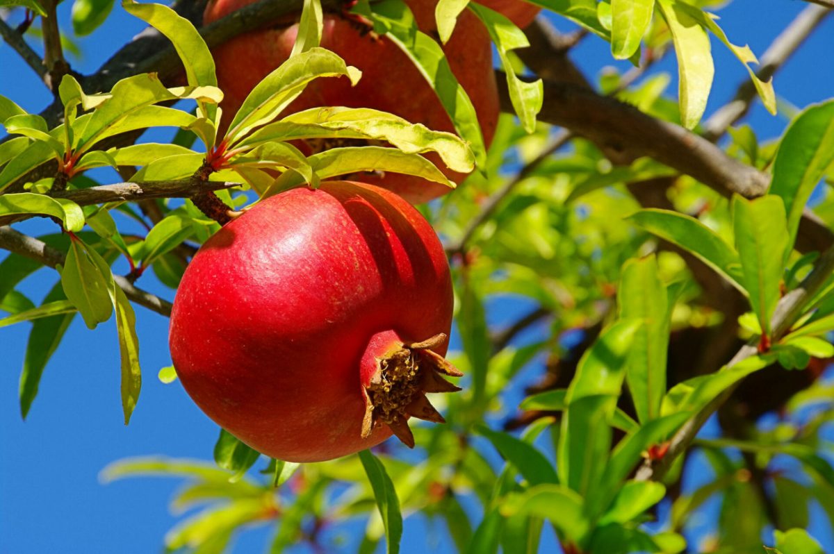 Το ρόδι από την αρχαιότητα μέχρι σήμερα - Γιατί το σπάμε την Πρωτοχρονιά;