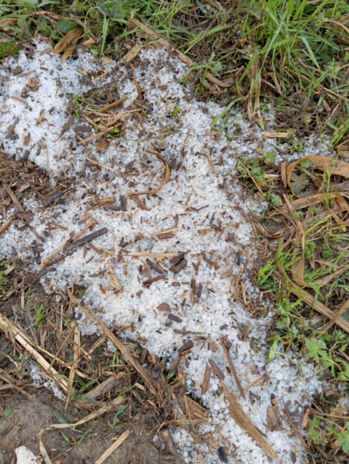 ΧΑΛΑΖΙ ΑΜΠΕΛΩΝΑΣ