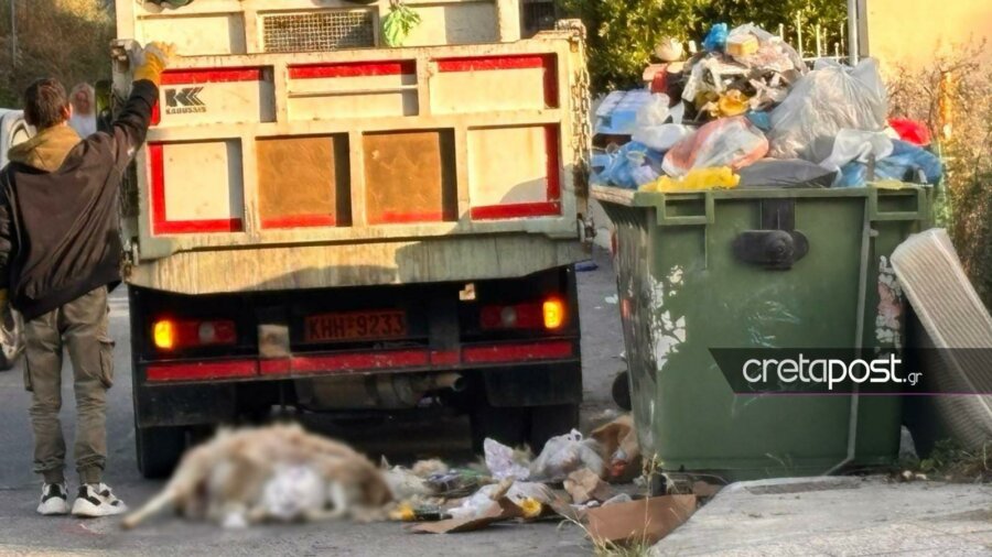 εικόνα που δείχνει το νεκρό ζώο μπροστά από τον κάδο σκουπιδιών στο Ηράκλειο