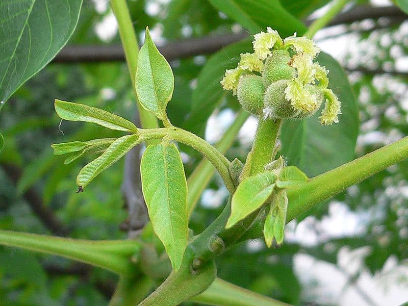 karidia elason