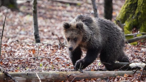 Σλοβακία: Κρέας αρκούδας θα διατίθεται προς πώληση