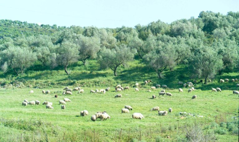εικόνα που δείχνει πρόβατα να βόσκουν