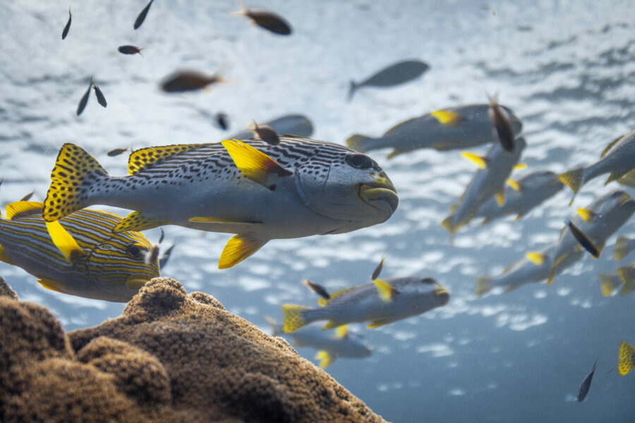 OceanWithDavidAttenborough_3