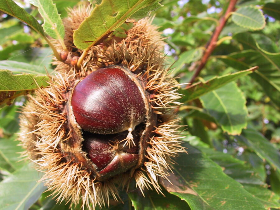 chestnut