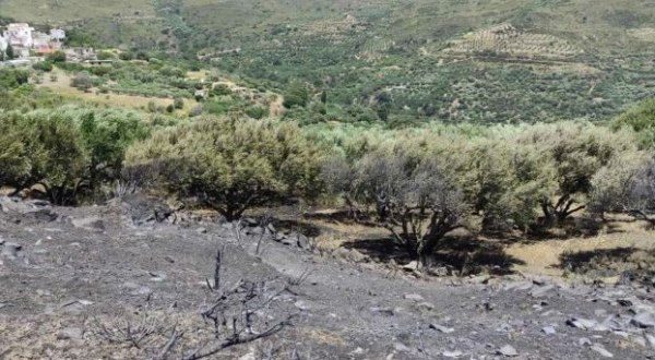 Λασίθι: Οριοθετήθηκε η φωτιά στην Κάτω Κρυά - Πώς ξεκίνησε