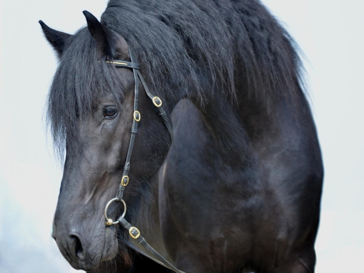 horse-4089292-1920-1200x900-1
