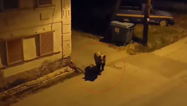 Αρκούδα και αρκουδάκι έκαναν «σπίτι» τους τον Φούφα και περιφέρονται στους δρόμους