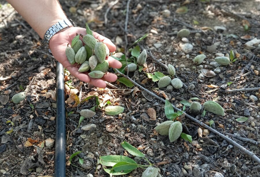 paragogoi zhmies