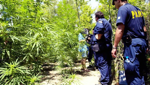 Θεσσαλονίκη: Ισόβια σε 3 άτομα για χασισοφυτεία με πάνω από 1.000 δενδρύλλια σε ορεινή δασική έκταση