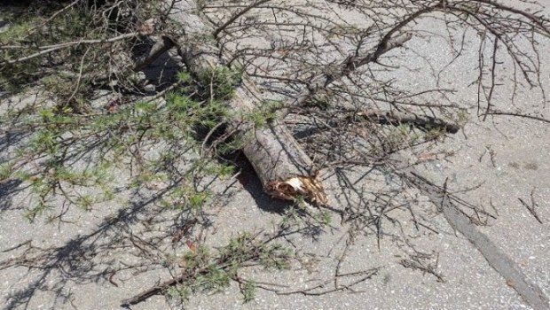 Κηφισιά: Πτώση δέντρου προκαλεί ζημιές σε αυτοκίνητο και προβλήματα ηλεκτροδότησης