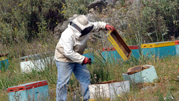 Φωτιά στην Αλυκή Βοιωτίας: Συνελήφθη 55χρονος μελισσοκόμος