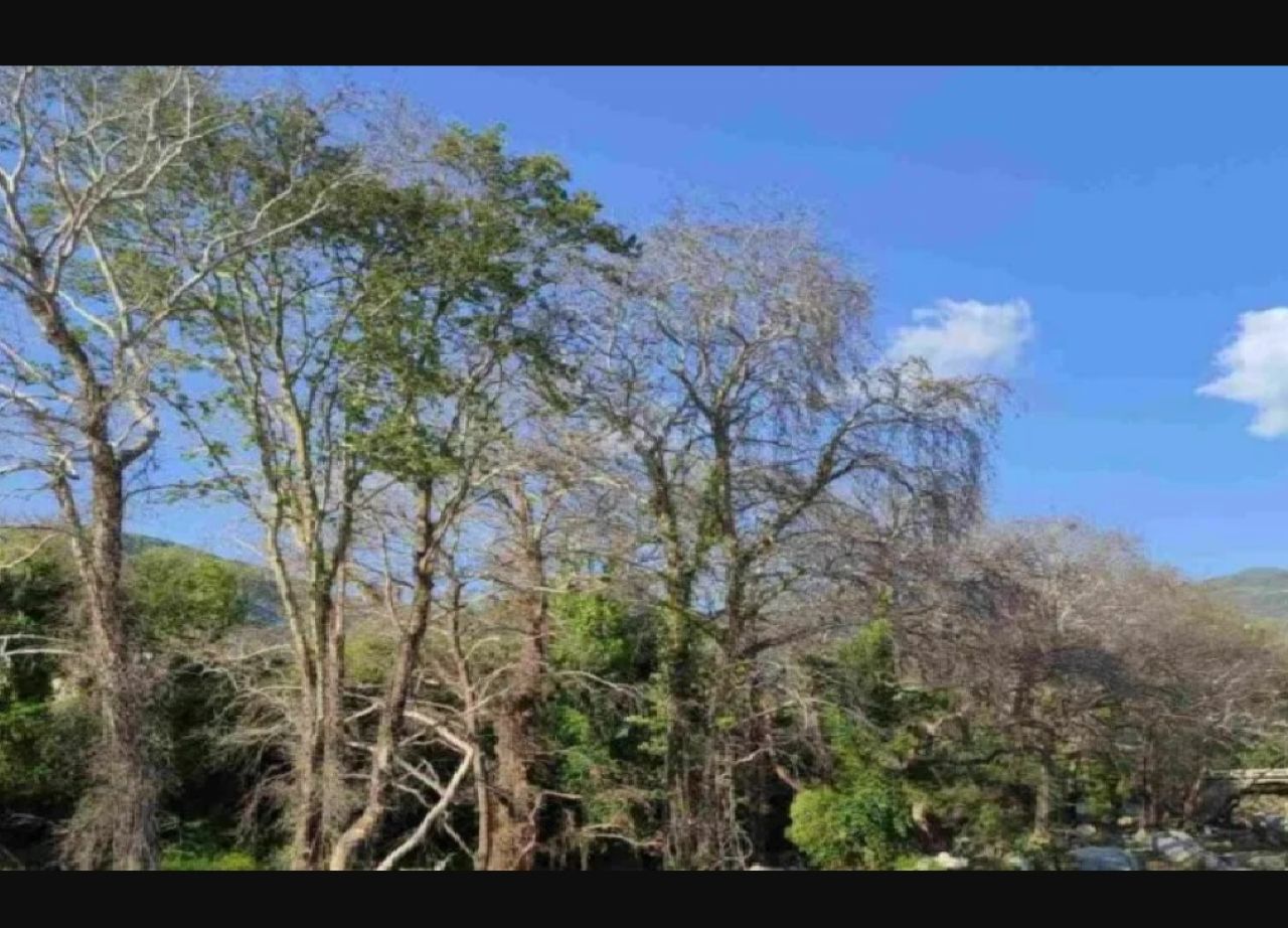 platania
