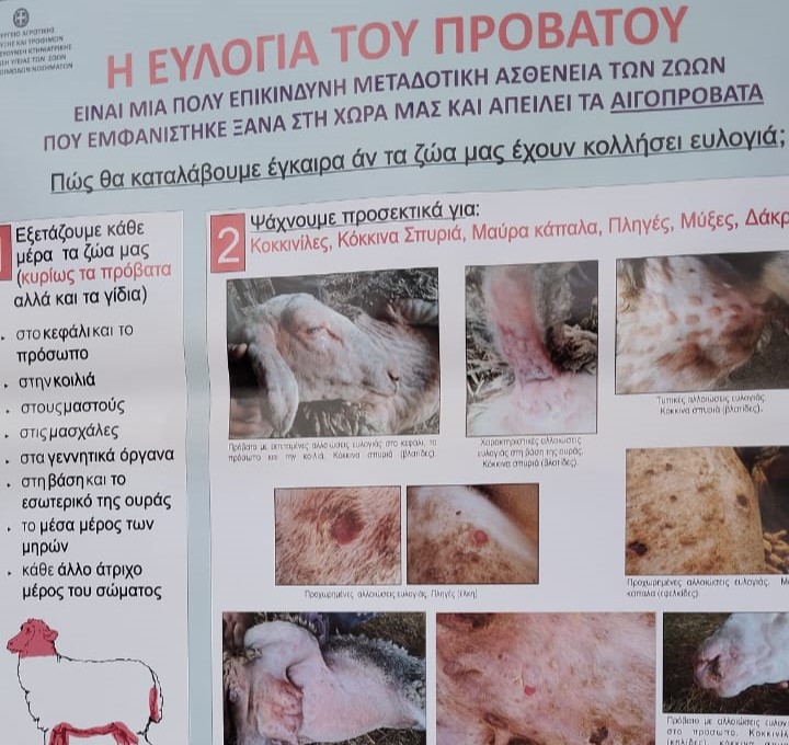 ευλογιά προβάτων