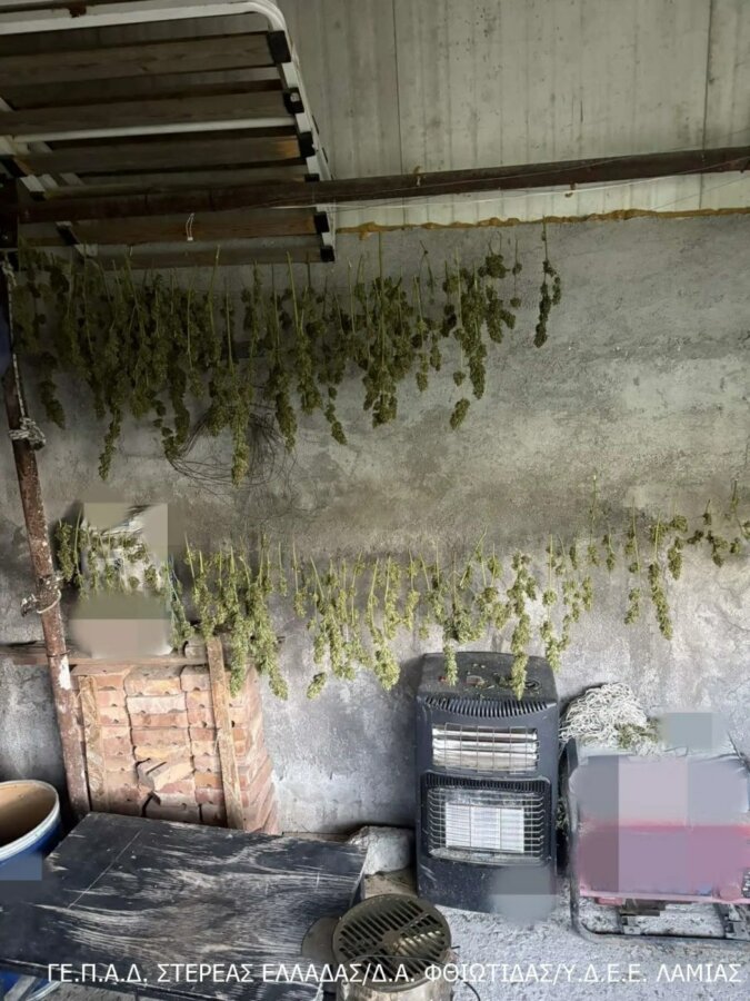 Φθιώτιδα: Συνελήφθη δημοτικός σύμβουλος με χασισοφυτείες - Βρέθηκαν όπλα και ναρκωτικά