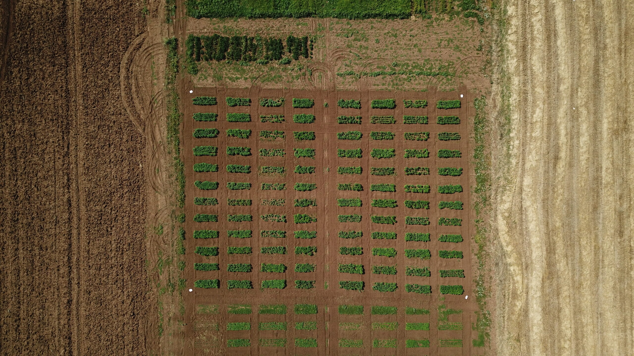 drone foto field