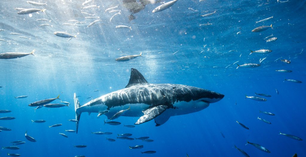 Σπάνιο ντοκουμέντο: Θηλυκός καρχαρίας wobbegong καταβροχθίζει ζωντανό αρσενικό καρχαρία