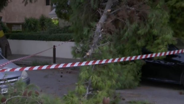 Πτώση δέντρου στο Παλαιό Φάληρο - Κλειστό τμήμα της οδού Δημοκρατίας