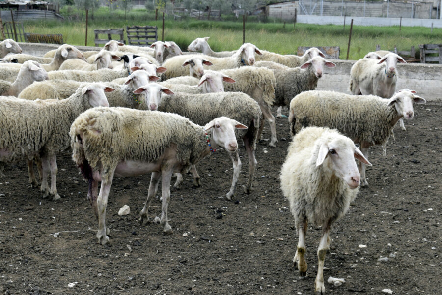 provata