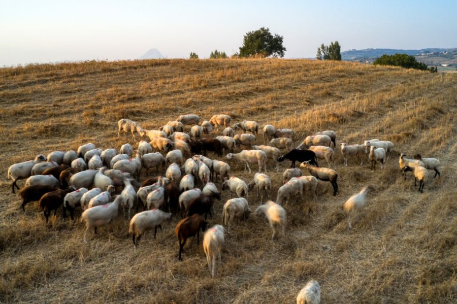 Αγέλη πρόβατα σε αγρό