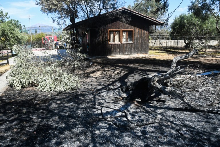 Μαρκογιαννάκη: Τεράστιες ευθύνες της κυβέρνησης για τις πυρκαγιές - Ντροπή όσα είπε η Βούλτεψη