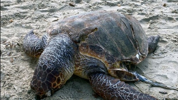 Νάξος: Νεκρή χελώνα caretta caretta από χτύπημα προπέλας