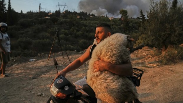 «Είμαι τρελάκιας με τα ζώα» - Ο 33χρονος από το Τεπελένι που έγινε viral σώζοντας πρόβατο στην Αχαΐα