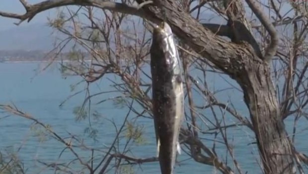 Σαλαμίνα: Λαγοκέφαλοι κρεμάστηκαν από ψαράδες στα δέντρα - Το μήνυμά τους