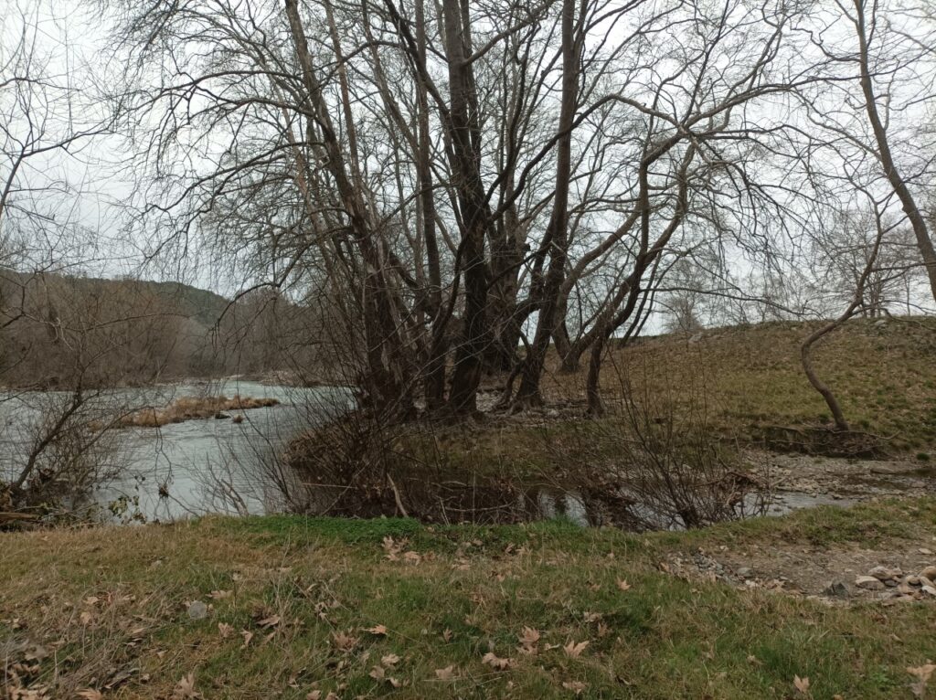 platania-koilada-tempon-1024x766