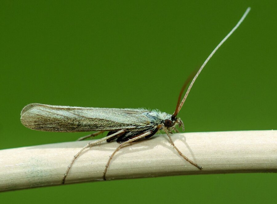 Kissing Bugs: Τα έντομα που «φιλούν» και φέρνουν θάνατο εξαπλώνονται στις ΗΠΑ – Καμπανάκι από ειδικούς