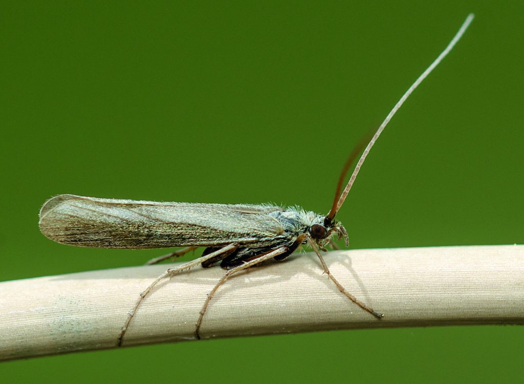 Kissing Bugs: Τα έντομα που «φιλούν» και φέρνουν θάνατο εξαπλώνονται στις ΗΠΑ – Καμπανάκι από ειδικούς