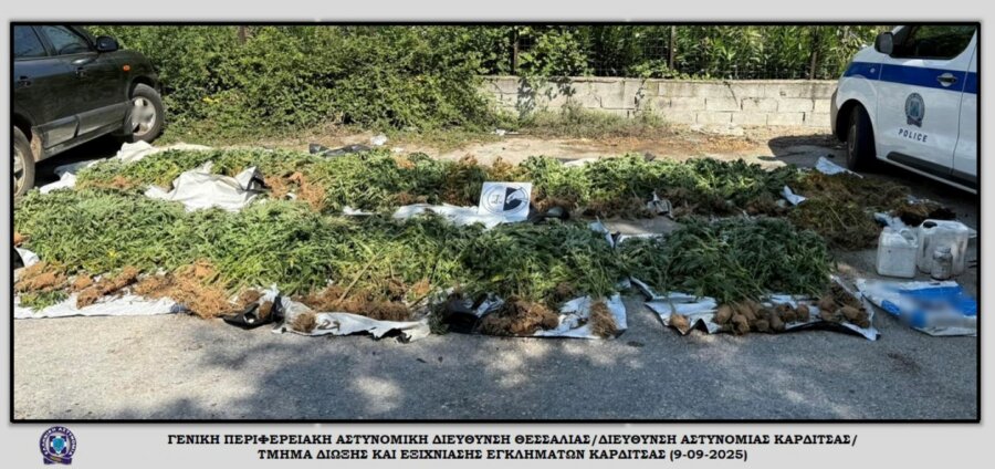 karditsa-fyteia-kannabis