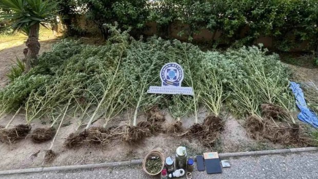 Ασπρόπυργος: Καλλιεργούσε δενδρύλλια κάνναβης στο σπίτι του - Επιχείρηση της ΕΛ.ΑΣ. για τη σύλληψη 49χρονου