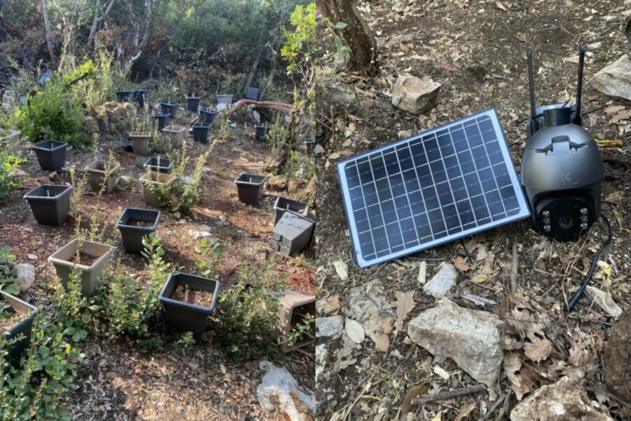 εικόνα που δείχνει τμήμα από τη χασισοφυτεία που εντοπίστηκε στη Λαμία