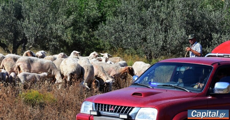 Η επιτυχία των μέτρων εξάλειψης της ευλογιάς των αιγοπροβάτων...