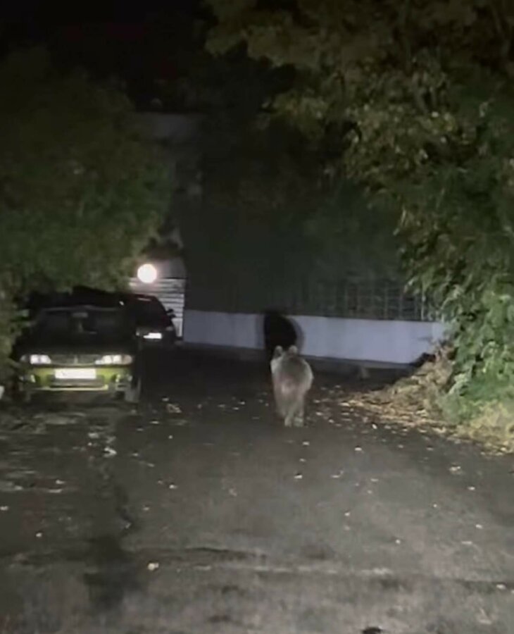 Αρκουδίτσα έκανε βόλτες στο κέντρο των Τρικάλων