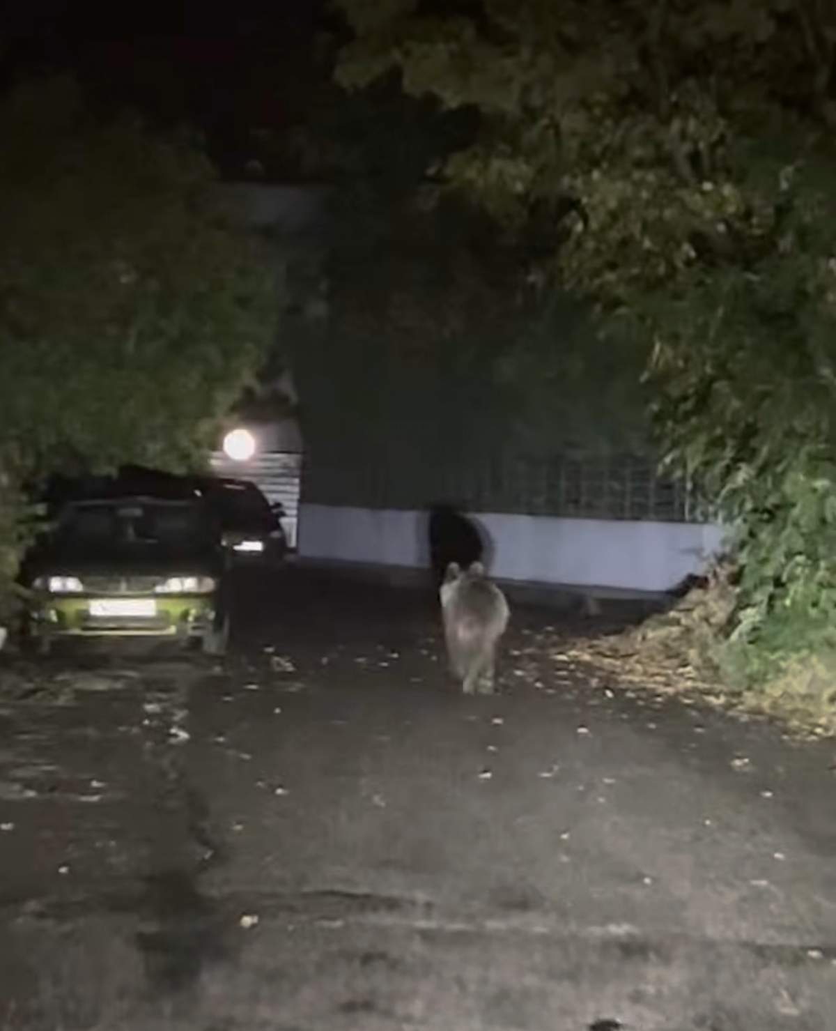 Αρκουδίτσα έκανε βόλτες στο κέντρο των Τρικάλων