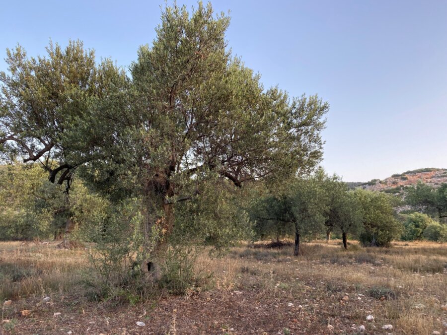 elaiodendro